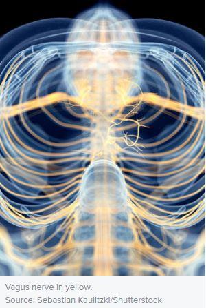 Vagus Nerve Diagram